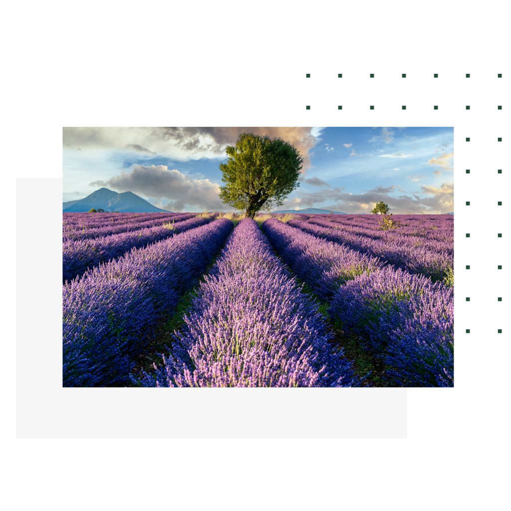 cote azur lavender fields