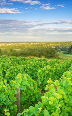 burgundy vineyard and windmill near santenay france