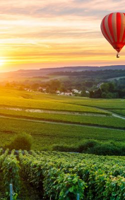 colorful hot air balloons flying over champagne vineyards at sun