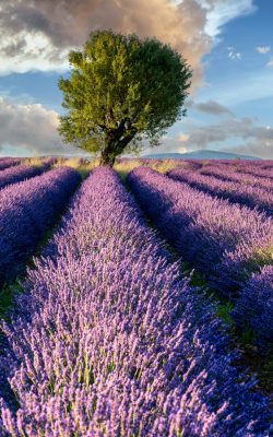 morgenstimmung über lavendel in voller blüte, champ de levante