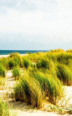 leucttrrum in dünen